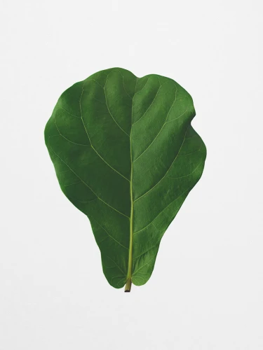 botanique.png