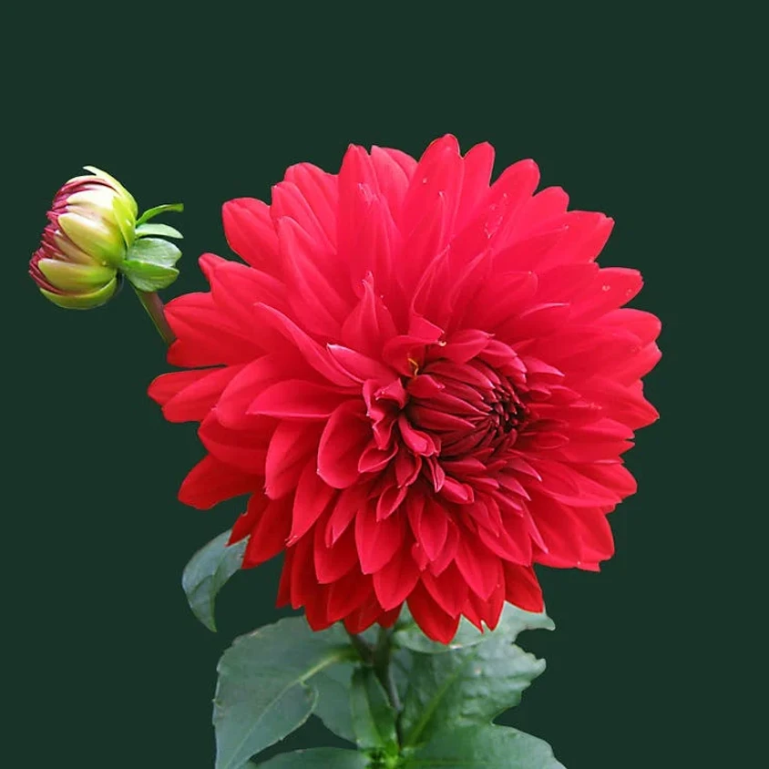 dahlia-red-blossom-bloom-60597.webp