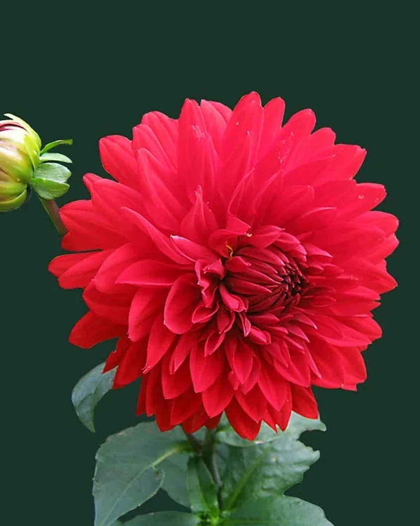dahlia-red-blossom-bloom-60597.webp